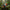 Toucan Duck right profile view (themed)
