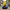 Jester (Mardi Gras) Duck