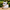 French Bulldog Duck - New