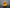 Gold Protocol Droid Duck