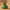 Acklay Duck Front View
