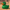 Acklay Duck Right Side