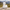 Alpaca Duck camera-facing view