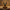 Anubis Duck – Front