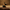 Anubis Duck – Left Side