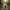 Black Swan Duck - Image 1 harmonized