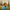 Bob Ross Duck — Front