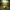 Border Collie Duck - Image 1 Harmonized