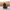 Boykin Spaniel Duck — Camera Facing