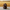 Boykin Spaniel Duck — Front