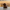 Boykin Spaniel Duck — Left