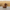 Boykin Spaniel Duck — Right