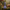 Brontosaurus Duck – Back