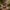 Brontosaurus Duck – Camera Facing
