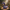 Brontosaurus Duck – Left Side