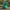 Bulbasaur-Inspired Duck - back view