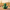 Cactus Duck — Back View