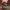 Cad Bane Duck — Camera Facing