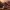 Cad Bane Duck — Front