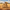 Camel Duck - View 1