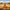 Camel Duck - View 2
