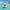 Carnival Cruise Duck — Back