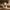 Chef Duck — Front