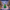 Christmas Tree Duck 4