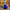 Cookie Monster Duck - Sesame Street 3