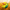 Corn Duck — Camera Facing