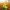 Corn Duck — Right Side