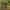Cute Capybara Duck — Camera Facing