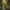 Cute Capybara Duck — Left Side