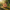 Cute Tiger Duck — Camera Facing