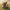 Doe Duck — Camera Facing