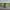 Duck Bob Ross — Front
