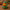 Elf Duck V2 - front
