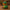 Elf Duck V2 - back