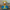 Fallout Boy Duck