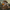 Fallout Ghoul Duck – Front