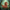 Fantasy Elf Duck - View 2