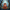 Fantasy Elf Duck - View 4