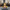 Female Hairdresser Duck – Front View