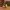 Female Teacher Duck – Camera Facing