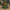 Green Army Man Duck