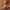 Garlic Duck — Back