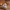 Garlic Duck — Camera Facing