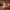 Garlic Duck — Front