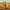 Giraffe Duck - View 4 with African Savanna