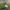Greyhound Duck — Camera Facing